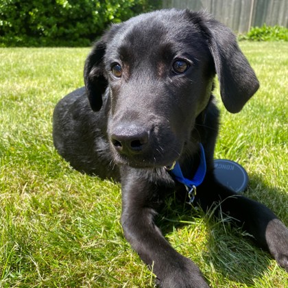 Prince -Available from Foster!