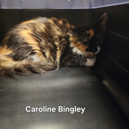 Caroline Bingley