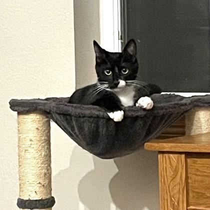 Salem - Required Couple