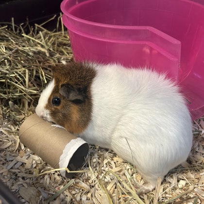 Kibble - Required Pair