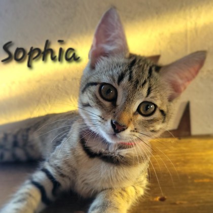 Sophia