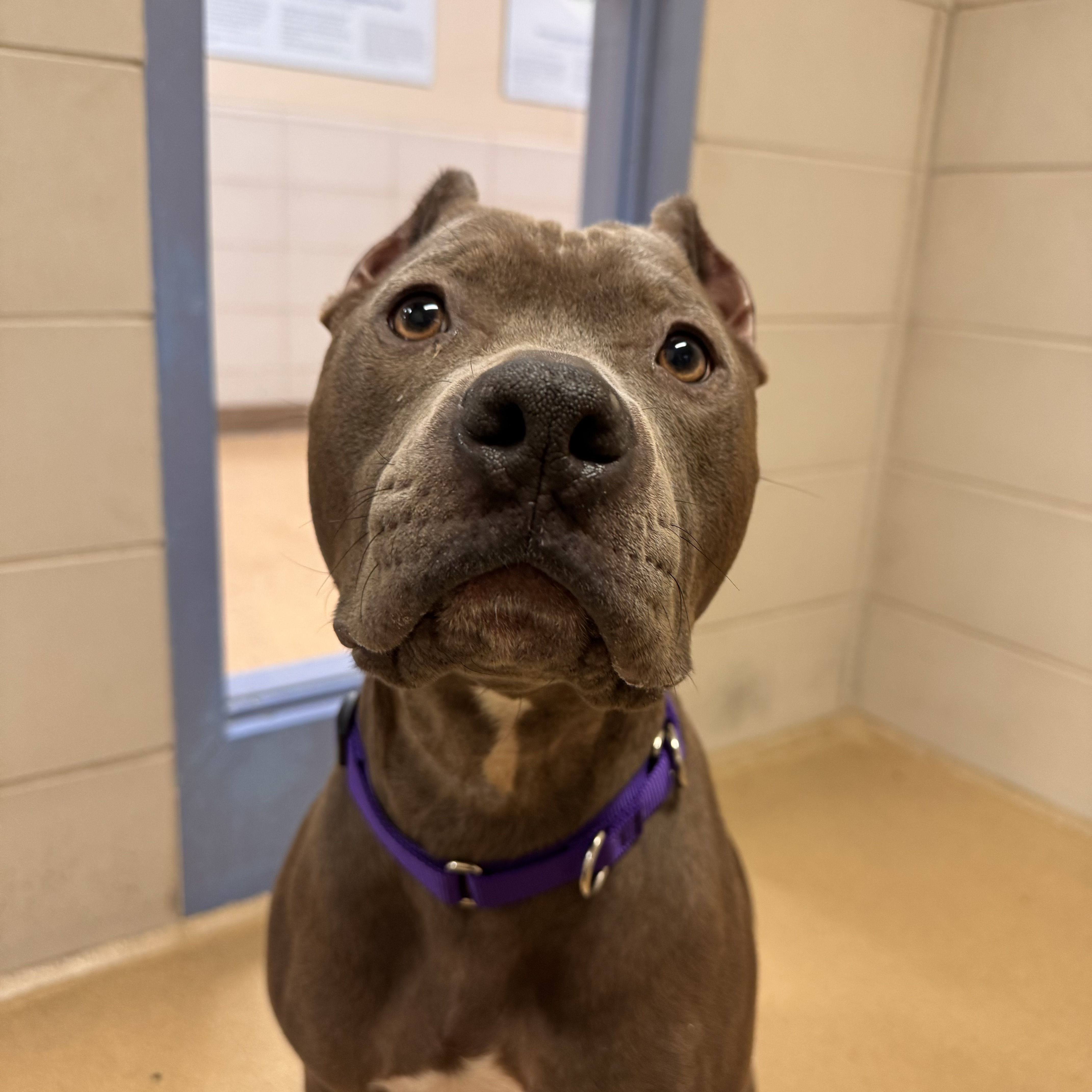 Bella - Benchwarmer!