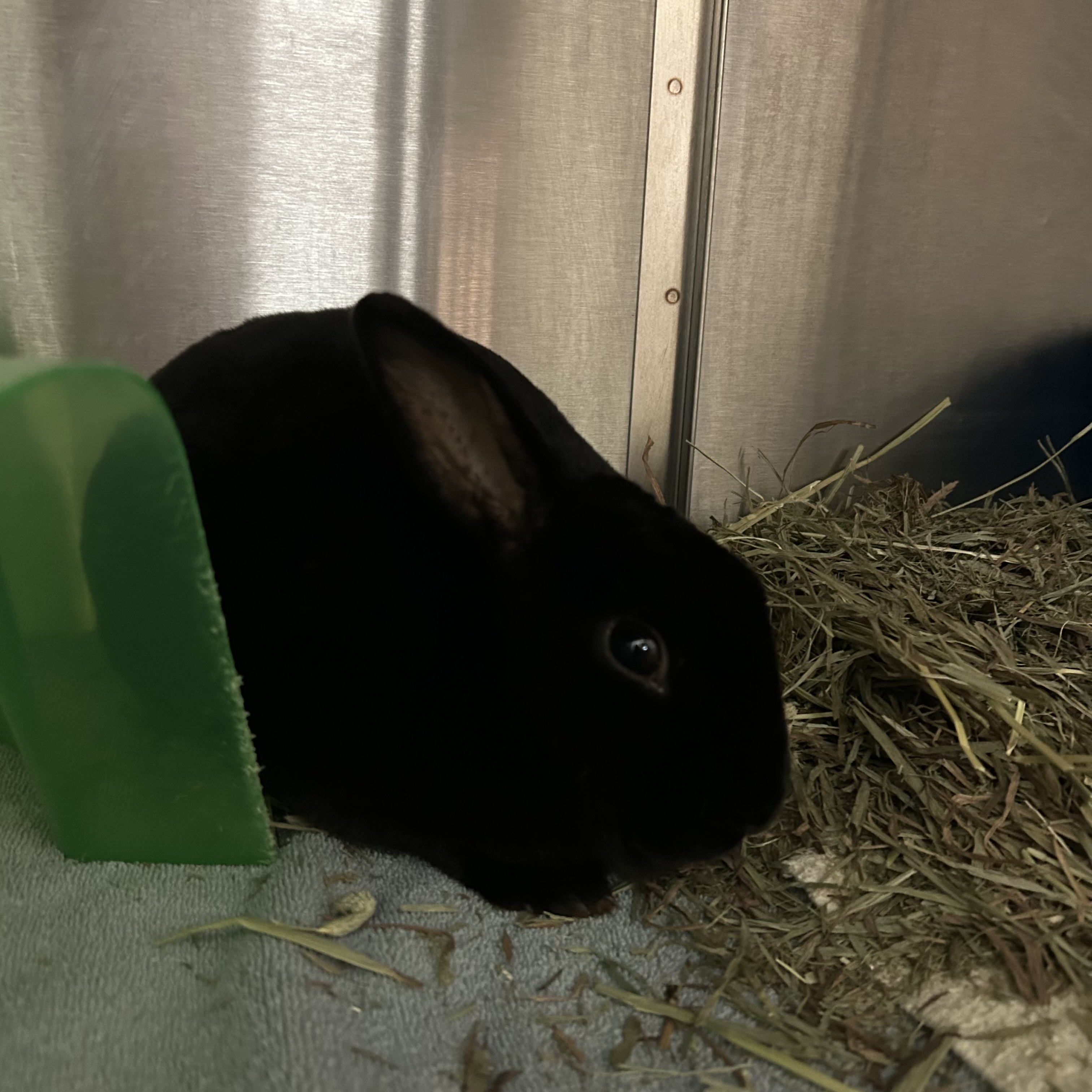 "Bobby" - Adoption Hold!