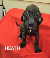 Heath