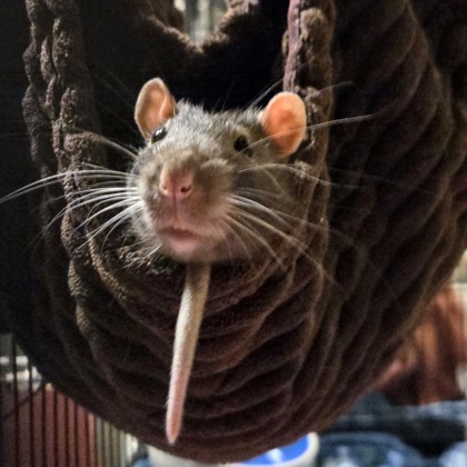 Swiss-Required Couple