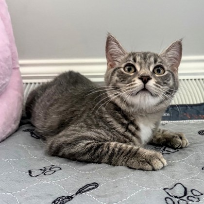 Cleo