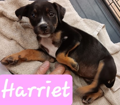 Harriet