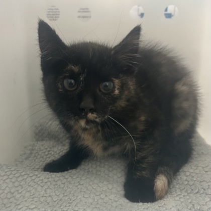 "Mirri" - Adoption Hold!