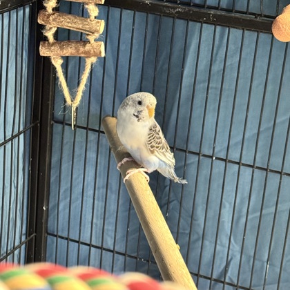 New New Bird