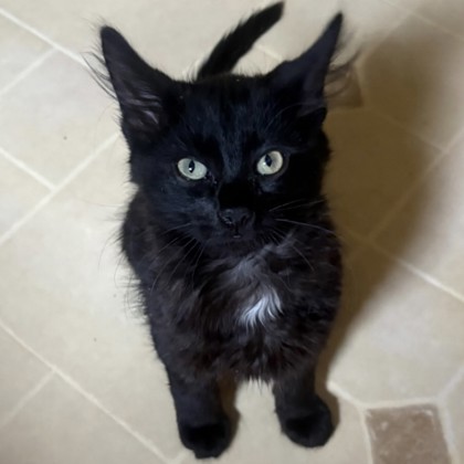 Fluff