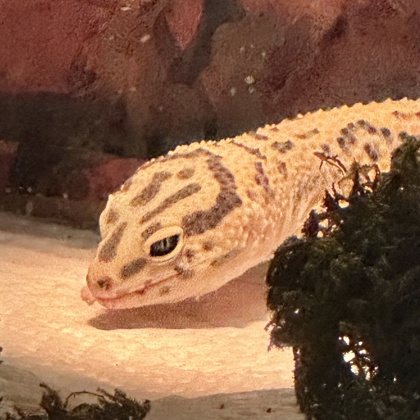 Lumi