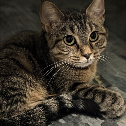 Bibi