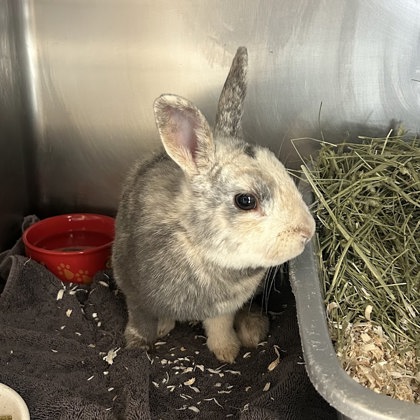 Thumper
