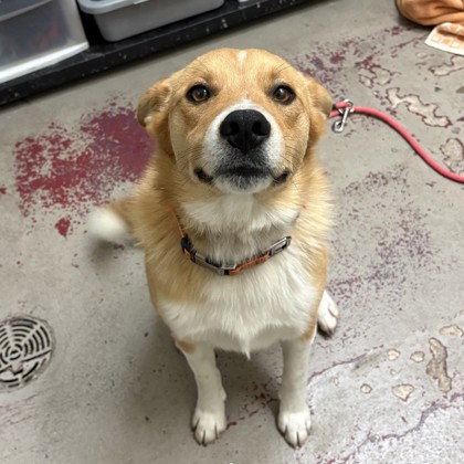 Duke