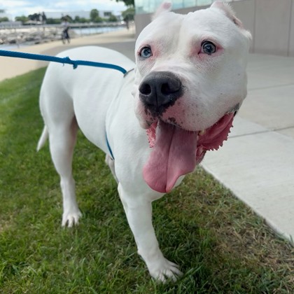 Xena - Video, Staff Pick & Benchwarmer!