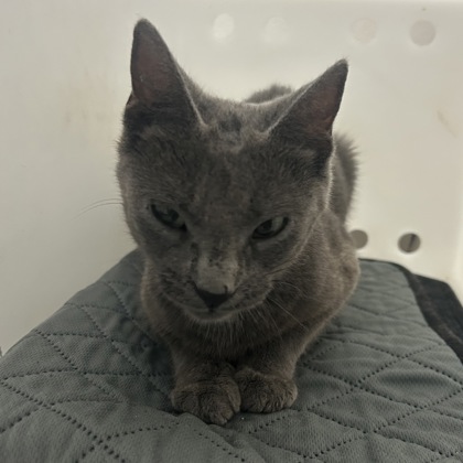 "Gracie" - Adoption Hold!