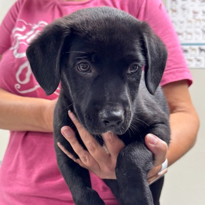 Max - Available Sat. July 19 @ 3pm!
