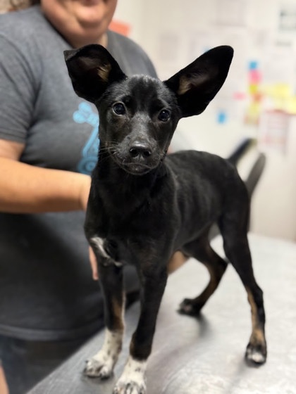 Dingo