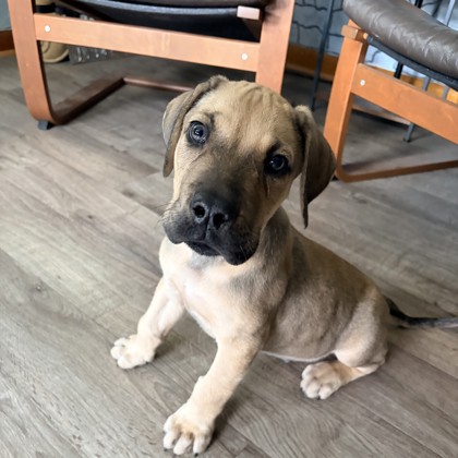 Leo