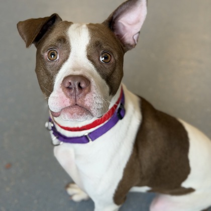 Noodles - Staff Pick!