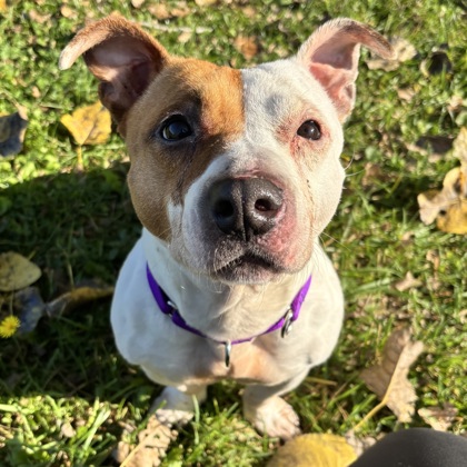 Bella