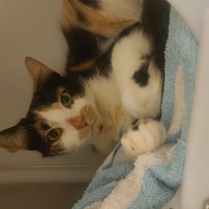 Kiki