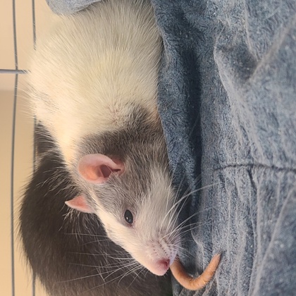 Penny