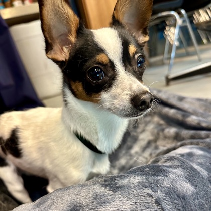 Laszlo