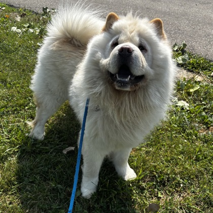 Lobo