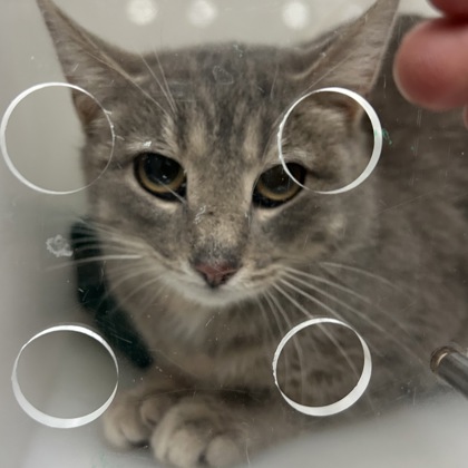 Silly Lilly - Working Cat!