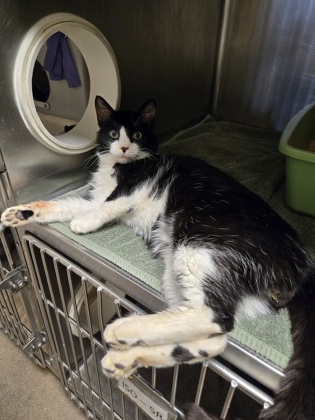 "Jeff" - Adoption Hold!