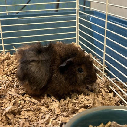 Pip