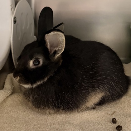 Tobi - Available Sat. Jan 24 @ 3pm!