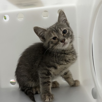 "Liza" - Adoption Hold!
