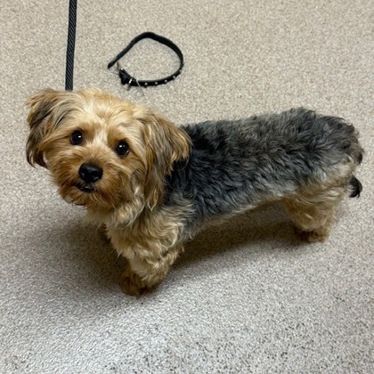 Taffy - Adoption Hold!