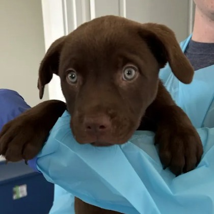 Brownie