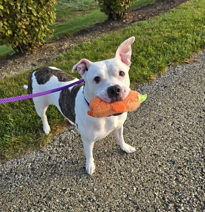 Lucille
