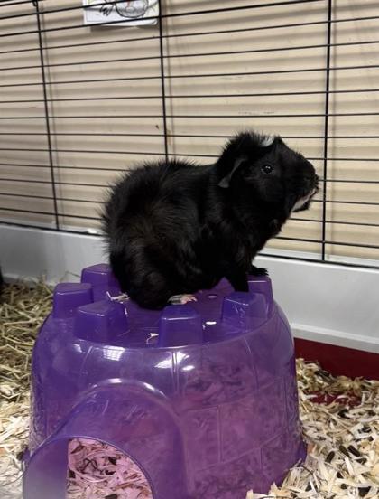 Oreo