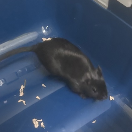 Nova - Required Pair!