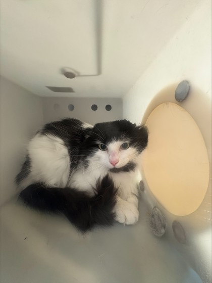 Pickle Spear - Working Cat