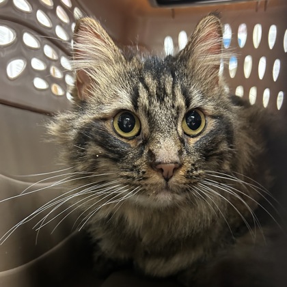 "Oakley" - Finder's Hold