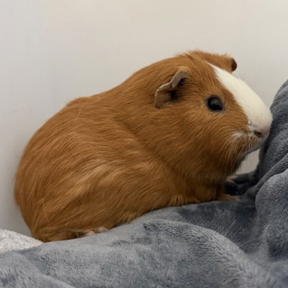Ginger