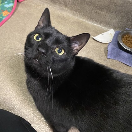 Smudge