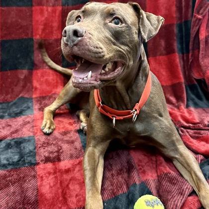 Ginger - Benchwarmer!