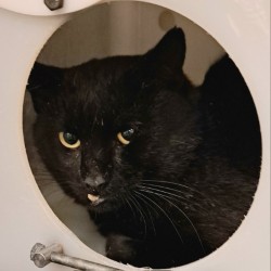 Scrambler - Working Cat!