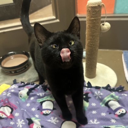 Muzan - Required Pair!