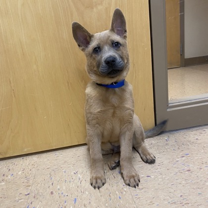 Cornelius - Available Sat. Apr. 4 @ 10am