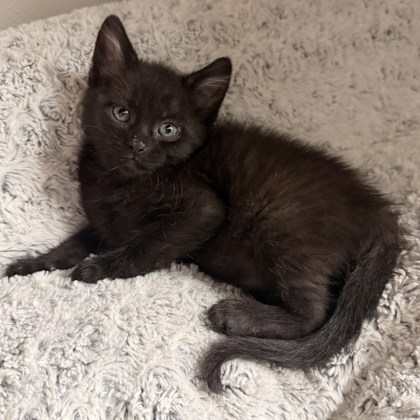 Bittle - Available Fri. Dec. 5 @ 11am