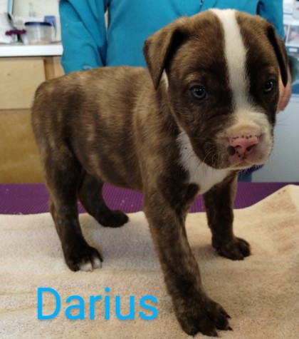 Darius- available on 5/18  at 3:15pm