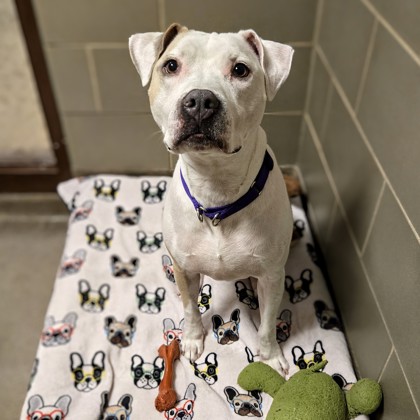 Hudson - Benchwarmer!